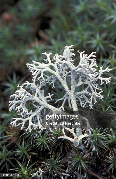 reindeer lichen, cladonia sp.; cladoniaceae. fruticose lichen, symbiosis algae & fungus - líquen - fotografias e filmes do acervo