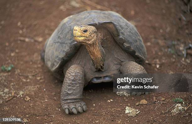 giant galapagos tortoise. geochelone elephantopus.galapagos islands, equador - omnívoro fotografías e imágenes de stock