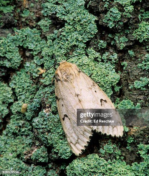 gypsy moth, adult female. lymantria dispar. one female produces masses of about 400 eggs. caterpillars are major pests of forest and shade trees. feeds on many kinds of deciduous and evergreen trees. muskegon, michigan. usa - gypsy moth caterpillar stock-fotos und bilder