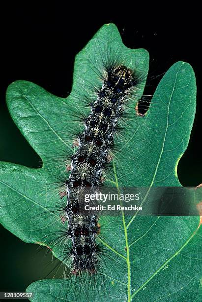 gypsy moth, caterpillar, lymantria dispar. caterpillars are major pests of forest and shade trees, feeds on many kinds of deciduous and evergreen trees. muskegon, michigan. usa - gypsy moth caterpillar stock-fotos und bilder