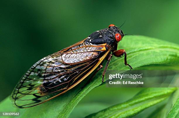 periodical cicada, adult, magicicada spp. requires 17 years to complete development. nymph splits its skin, and transforms into an adult. feeds on sap of tree roots. northern illinois brood. this brood is the largest emergence of cicadas anywhere - zingcicade stockfoto's en -beelden