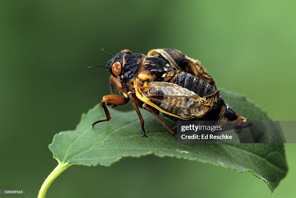 Periodical Cicada, Magicicada spp. Newly emerged adult, wings not yet expanded. Requires 17 years to complete development. Feeds on sap of tree roots. Northern Illinois Brood, this brood is the largest emergence of cicadas anywhere.
