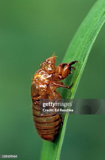 Cicedea Empty Shell Cicada Shells Photos and Premium High Res Pictures - Getty Images