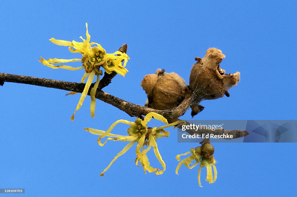 WITCH HAZEL, HAMAMELIS VIRGINIANA. TOPICAL ASTRINGENT, MICHIGAN