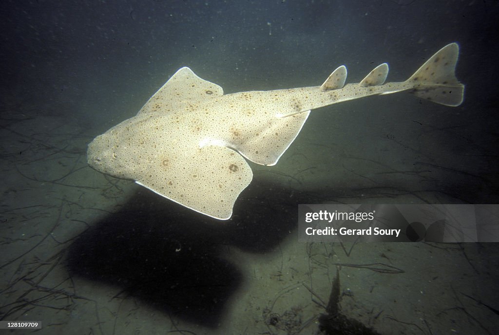 PACIFIC ANGEL SHARK, SQUATINA CALIFORNICA. SQUATINIDES. CALIFORNIA.