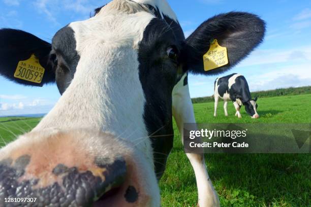 dairy cow in field - livestock tag stock pictures, royalty-free photos & images