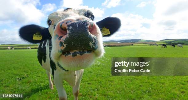 58 Peter Snout Stock Photos, HighRes Pictures, and Images Getty Images