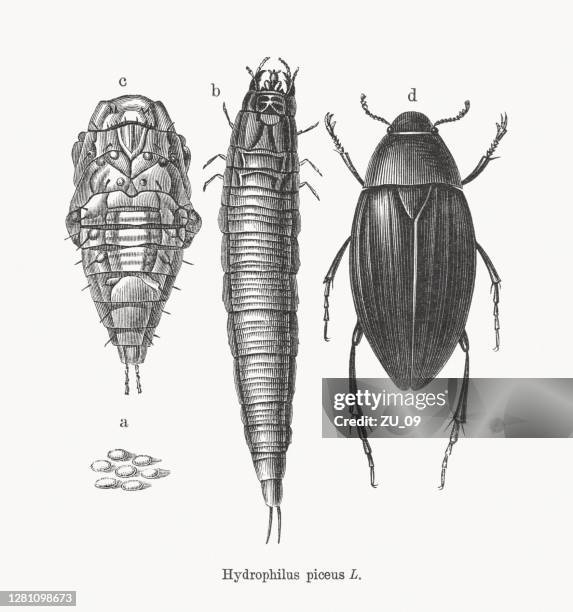 wasserfängerkäfer (hydrophilus piceus), holzstich, veröffentlicht 1893 - scavenging stock-grafiken, -clipart, -cartoons und -symbole