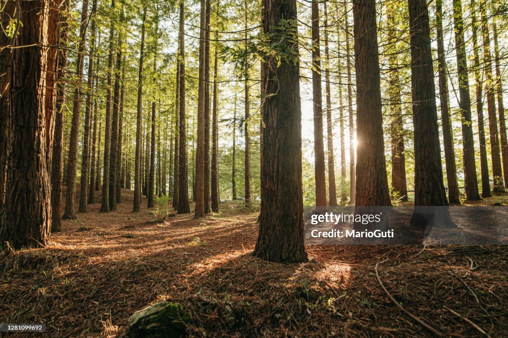 Redwood tree forest