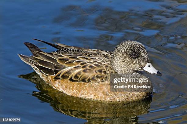 female american wigeon, anas americana, new mexico, usa. common. a recently established breeder on the east coast. - 4p4r4j stock pictures, royalty-free photos & images