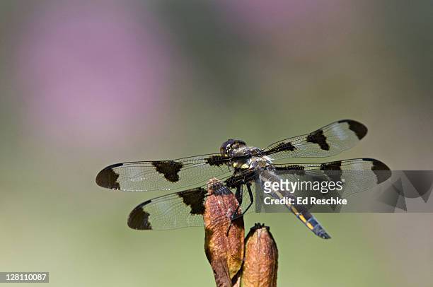 twelve-spotted skimmer dragonfly, libellula pulchella, perched on pods of iris, michigan. common in usa and southernmost canada - damselfly stock pictures, royalty-free photos & images