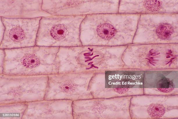 metaphase - mitosis. onion (allium) root tip 250x - cellulose fotografías e imágenes de stock