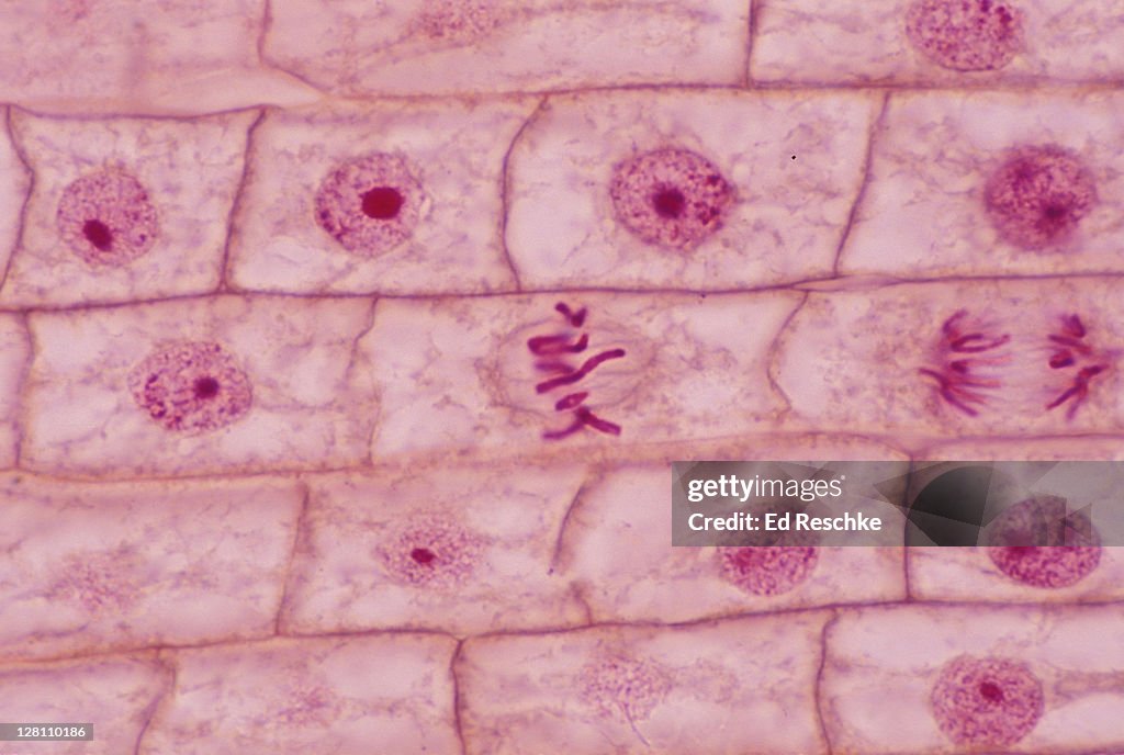METAPHASE - MITOSIS. ONION (ALLIUM) ROOT TIP 250X