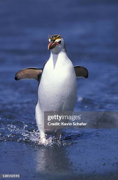 royal penguin, eudyptes schlegeli. exiting sea. macquarie island. australia. - eudyptes schlegeli stock pictures, royalty-free photos & images