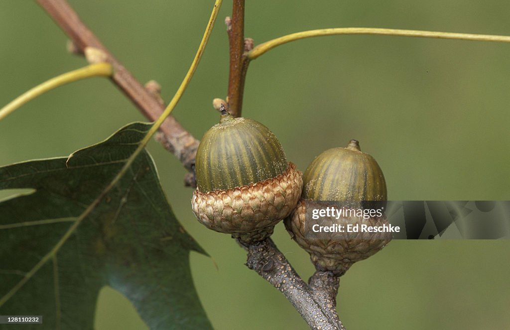 BLACK OAK ACORNS. QUERCUS VELUTINA. MICHIGAN.