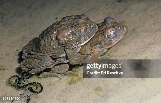 Arizona Toads (Southwestern Toads), Bufo microscaphus, in amplexus. Eggs can be seen in the water. The female releases eggs and the male releases sperm simultaneously into the water. External fertilization. Zion National Park, Utah. USA Arizona Toads (Southwestern Toads), Bufo microscaphus, in amplexus. Eggs can be seen in the water. The female releases eggs and the male releases sperm simultaneously into the water. External fertilization. Zion National Park, Utah. USA
