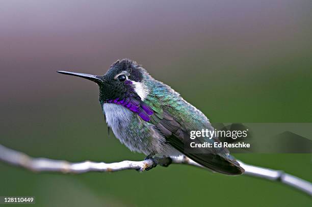 male costas hummingbird, calypte costae, sonoran desert, arizona, usa. male has a deep violet crown and gorget. habitat: desert washes, dry chaparral. - 4p4r4j stock pictures, royalty-free photos & images