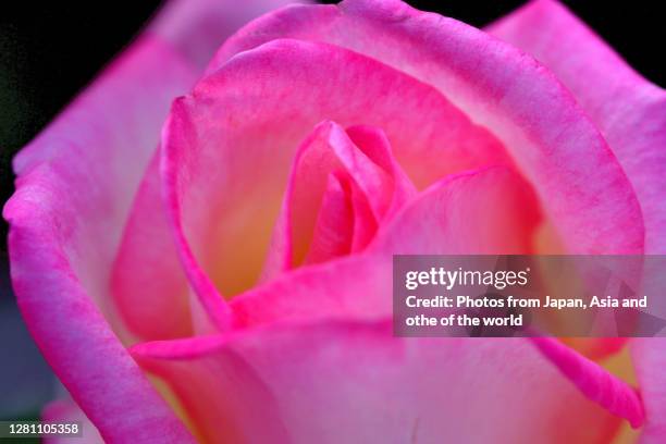 autumn rose flower: extreme close-up photo - rosa violette parfumee photos et images de collection