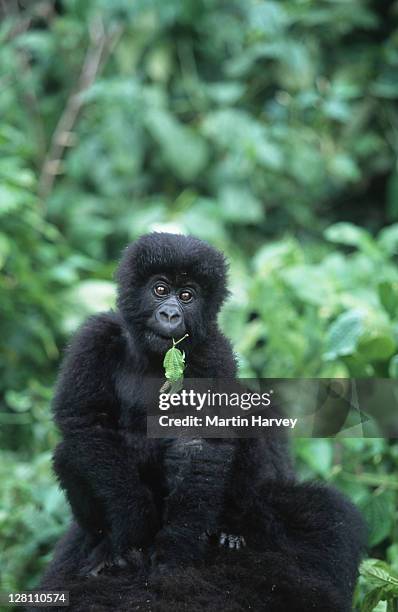 mountain gorilla, gorilla gorilla beringei. youngster rides on mothers back. endangered. distribution: rwanda, uganda, drc p. n. des volcans, rwanda localised: rwanda, western uganda, eastern drc - rwanda stock pictures, royalty-free photos & images