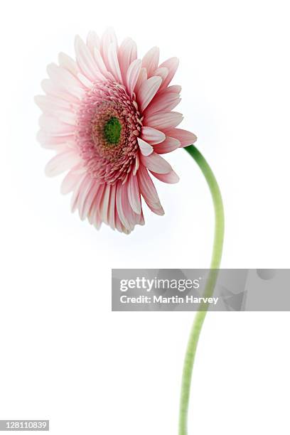barberton daisy, gerbera jamesonii. indigenous to south africa, the barberton daisy can be found in many varieties. studio shot against white background. - gerbera daisy stock-fotos und bilder