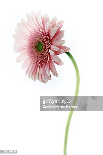 barberton daisy, gerbera jamesonii. indigenous to south africa, the barberton daisy can be found in many varieties. studio shot against white background. - gerbera photos et images de collection