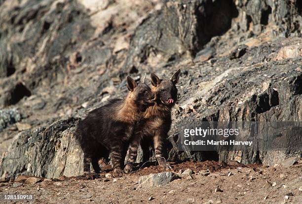 brown hyaena cubs outside den site. hyaena brunnea. west coast. namibia. - nocturnals stock pictures, royalty-free photos & images