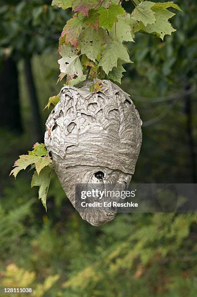 bald-faced hornet nest, dolichovespula maculata, michigan, usa. they fashion nests with paper, which they make by mixing saliva and chewed wood. 100-400 per nest. readily sting. - getingbo bildbanksfoton och bilder