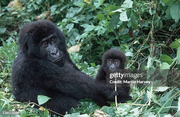 mountain gorilla. gorilla gorilla beringei. mother and young. endangered. distribution: rwanda, uganda, drc p. n. des volcans, rwanda localised: rwanda, western uganda, eastern drc. af_gor_m_021 - mountain gorilla foto e immagini stock