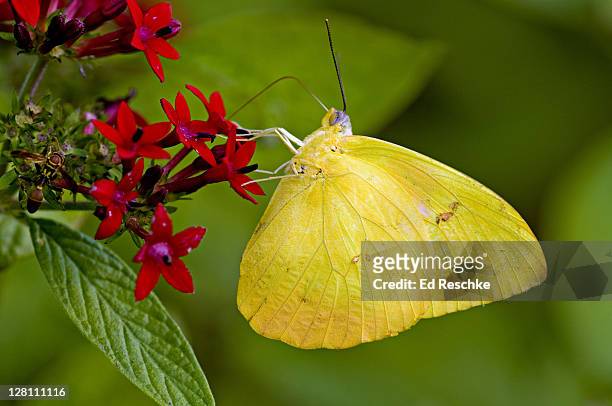 cloudless sulphur butterfly, phoebis sennae, nectaring on penta flowers, fort myers, florida, usa. one of the most common butterflies in florida, migrates through the state in huge numbers each spring and fall. - 4p4r4j stock pictures, royalty-free photos & images