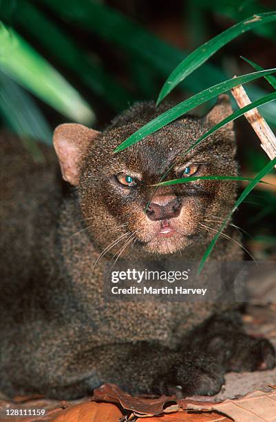 jaguarundi, puma yaguarondi. native to central & south america - yaguarondi stock pictures, royalty-free photos & images