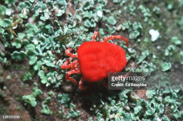 velvet mite. four pairs of legs. body fused into one piece. - mite stock pictures, royalty-free photos & images