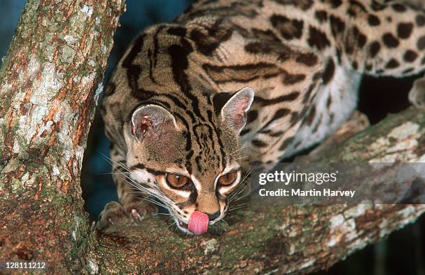 margay cat, leopardus wiedii, licking lips. endangered and native to central and south america - margay stock pictures, royalty-free photos & images