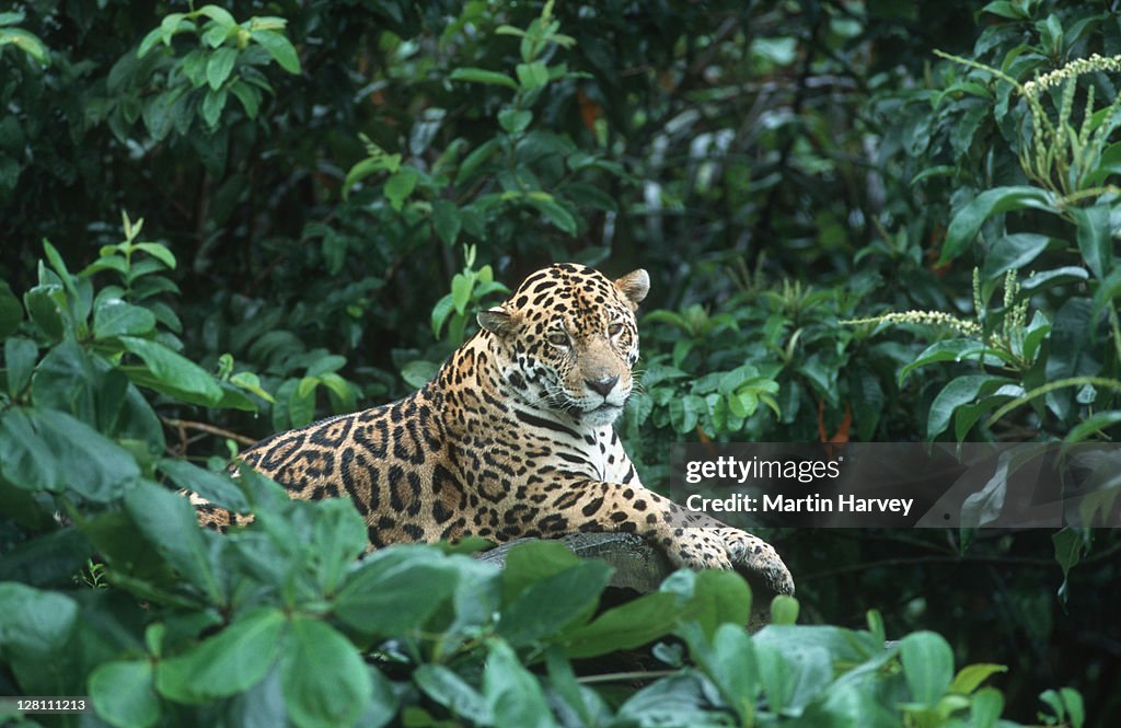 Jaguar, Panthera onca, near threatened species. Native to Central & South America