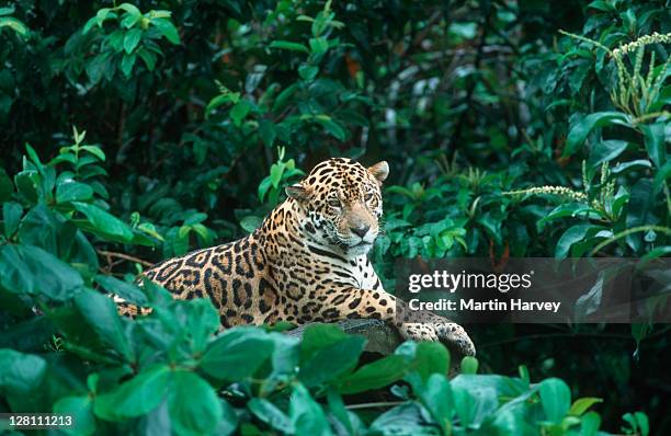 jaguar, panthera onca, near threatened species. native to central & south america - jaguar stockfoto's en -beelden