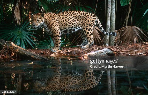 jaguar, panthera onca, along waters edge. near threatened species. native to central & south america - jaguar stockfoto's en -beelden