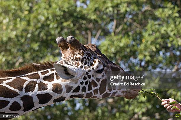 reticulated giraffe, giraffa camelopardalis reticulata, being fed at miami metro zoo, florida, usa. polygonous browsers that feed on acacias and other thorny trees and bushes. - 4p4r4j stock pictures, royalty-free photos & images