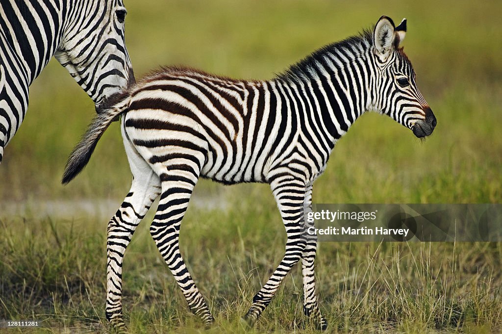 BurchellÃ­s zebra foal, Equus burchelli, with adult, Amboseli National Park Kenya. Dist. Southern Central & Eastern Africa