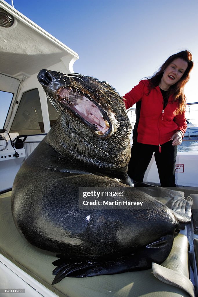 Tourist watching Cape Fur Seal, Arctocephalus pusillus, aboard sightseeing boat, Walvisbay, Namibia. Dist. Southern Africa and Australia / Tasmania (MR) (PR: Property Released)