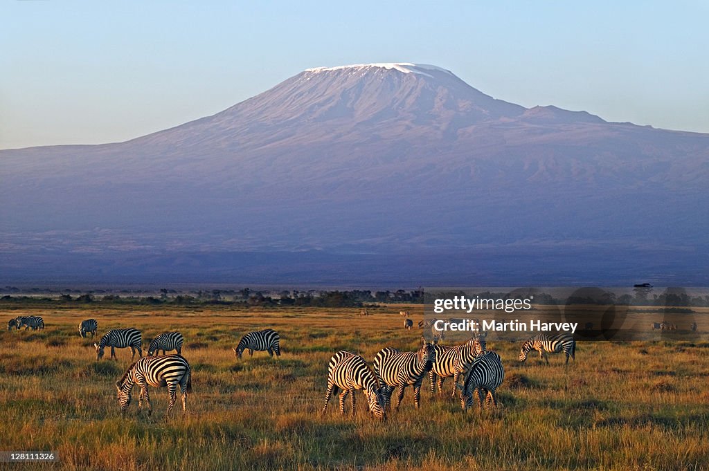 Herd of BurchellÃs zebras, Equus burchelli, with Mount Kilimanjaro in background, Amboseli National Park, Kenya. Dist. Southern Central & Eastern Africa