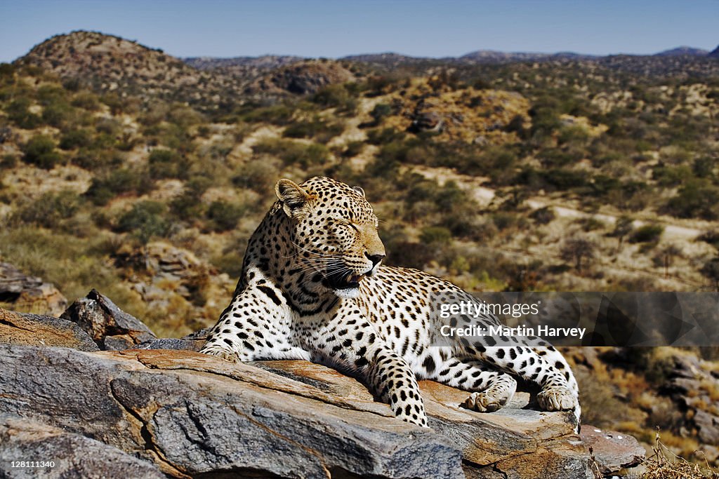 Leopard, Panthera pardus, resting on rock. Largest of spotted cats in Africa. Leopards are solitary nocturnal animals that are primarily arboreal. Namibia. Dist. Africa to Far East & South East Asia.