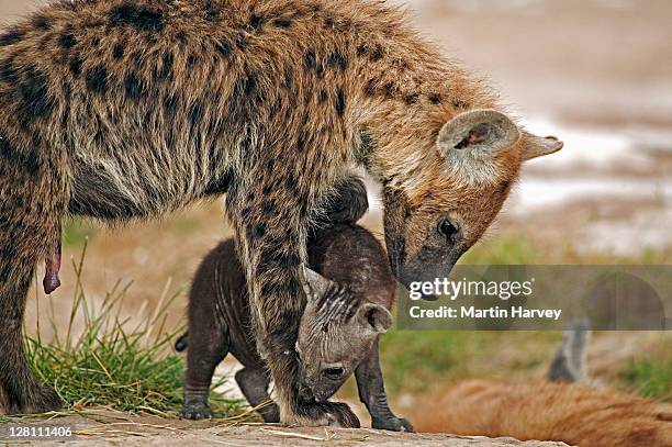 spotted hyaena, crocuta crocuta, mother and newborn pup. amboseli national park, kenya. - spotted hyena stockfoto's en -beelden