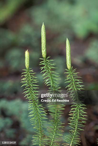 stiff clubmoss (lycopodium annotinum) michigan. - lycopodiaceae stock pictures, royalty-free photos & images