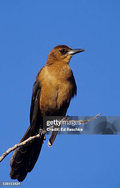 tawny brown adult female boat-tailed grackle, quiscalus major, a large grackle with a very long, keel-shaped tail, everglades national park, florida. usa - female grackle stock pictures, royalty-free photos & images