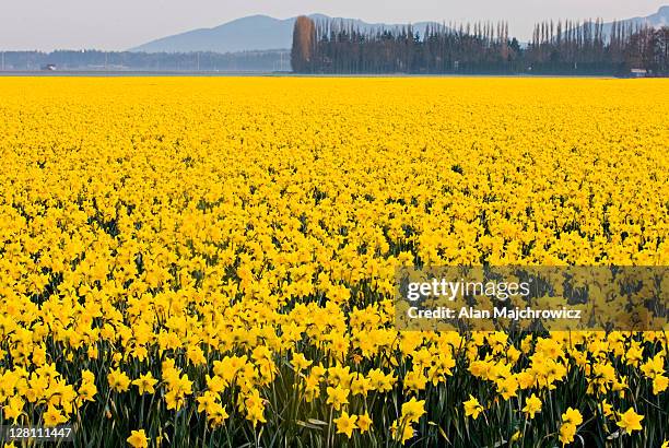 daffodil fields, skagit valley, washington, usa - daffodil field stock pictures, royalty-free photos & images