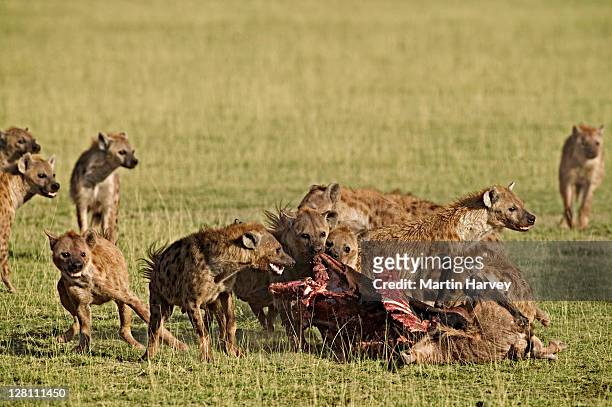 spotted hyaena pack, crocuta crocuta, feeding on kill. amboseli national park, kenya. - spotted hyena stockfoto's en -beelden