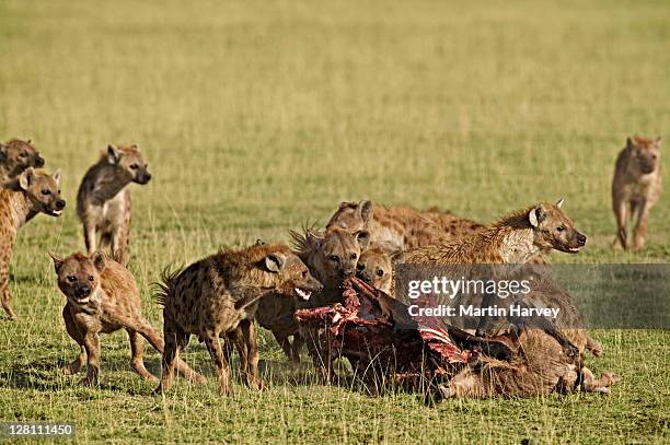 spotted hyaena pack, crocuta crocuta, feeding on kill. amboseli national park, kenya. - hyena stock pictures, royalty-free photos & images