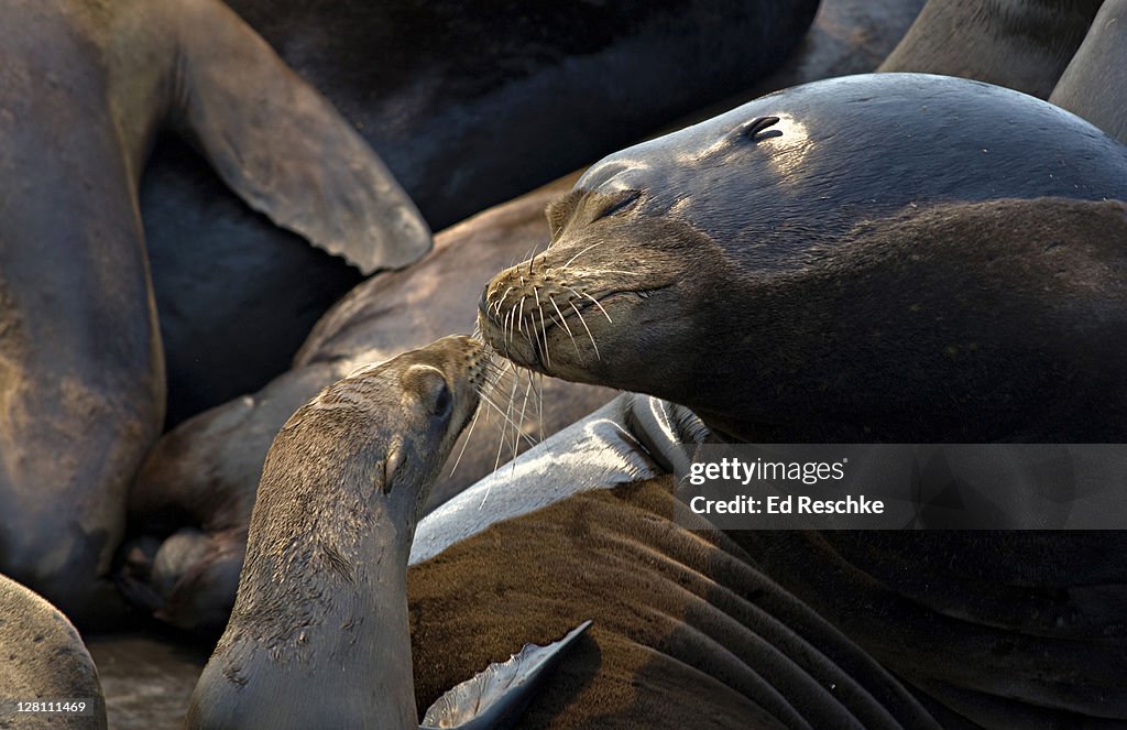 Female California Sea Lion with pup, Zalophus californianus, Monterey Bay, Moss Landing, California, USA. Its continual honking bark is characteristic compared to the Northern Sea Lion.