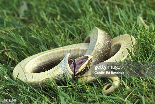 eastern hognose snake, heterodon platyrhinos, playing possum (dead). - doen alsof je dood bent stockfoto's en -beelden