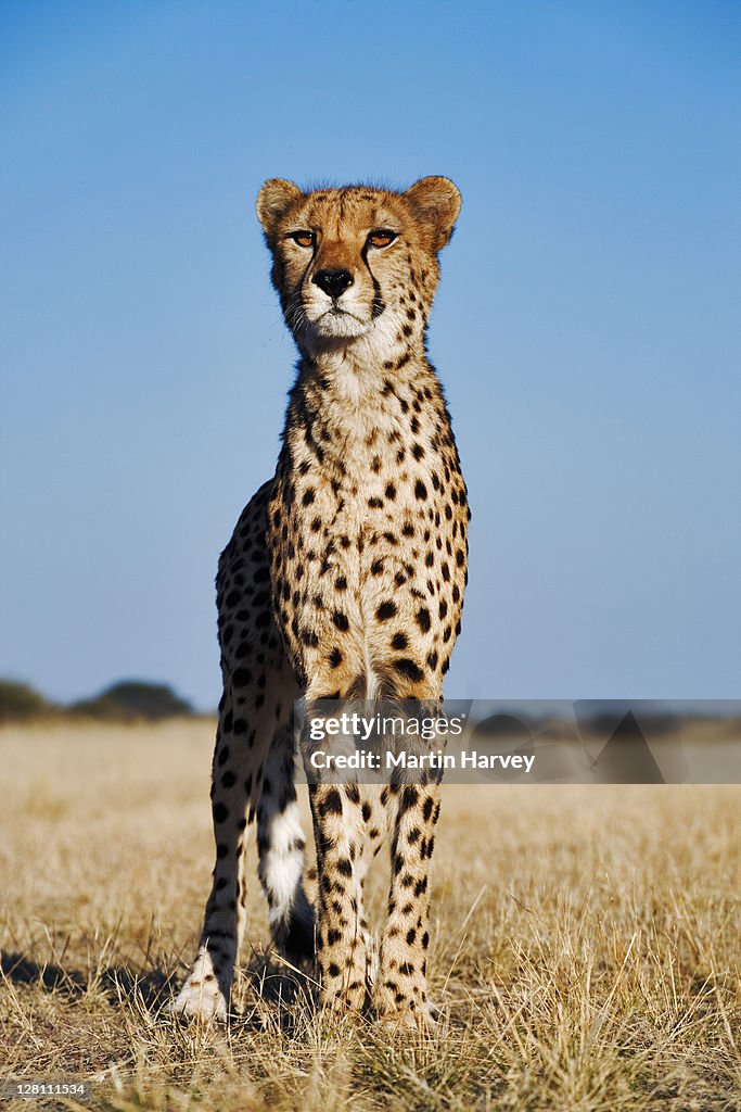 Cheetah, Acinonyx jubatus. Endangered species. Namibia. Dist. Africa & Middle East.