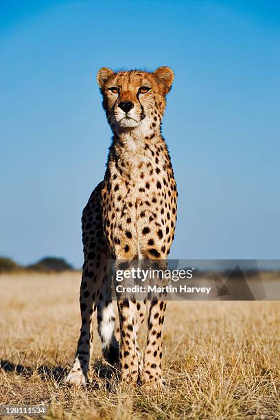 cheetah, acinonyx jubatus. endangered species. namibia. dist. africa & middle east. - cheetah namibia stock pictures, royalty-free photos & images